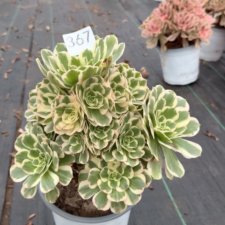 迈巴赫法师一颗，367