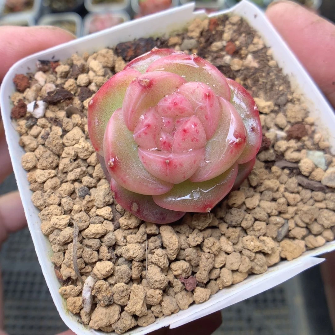 X178y y y y y y y y y