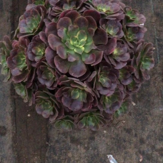 波***肉无花朵凤冠法师多肉植物485