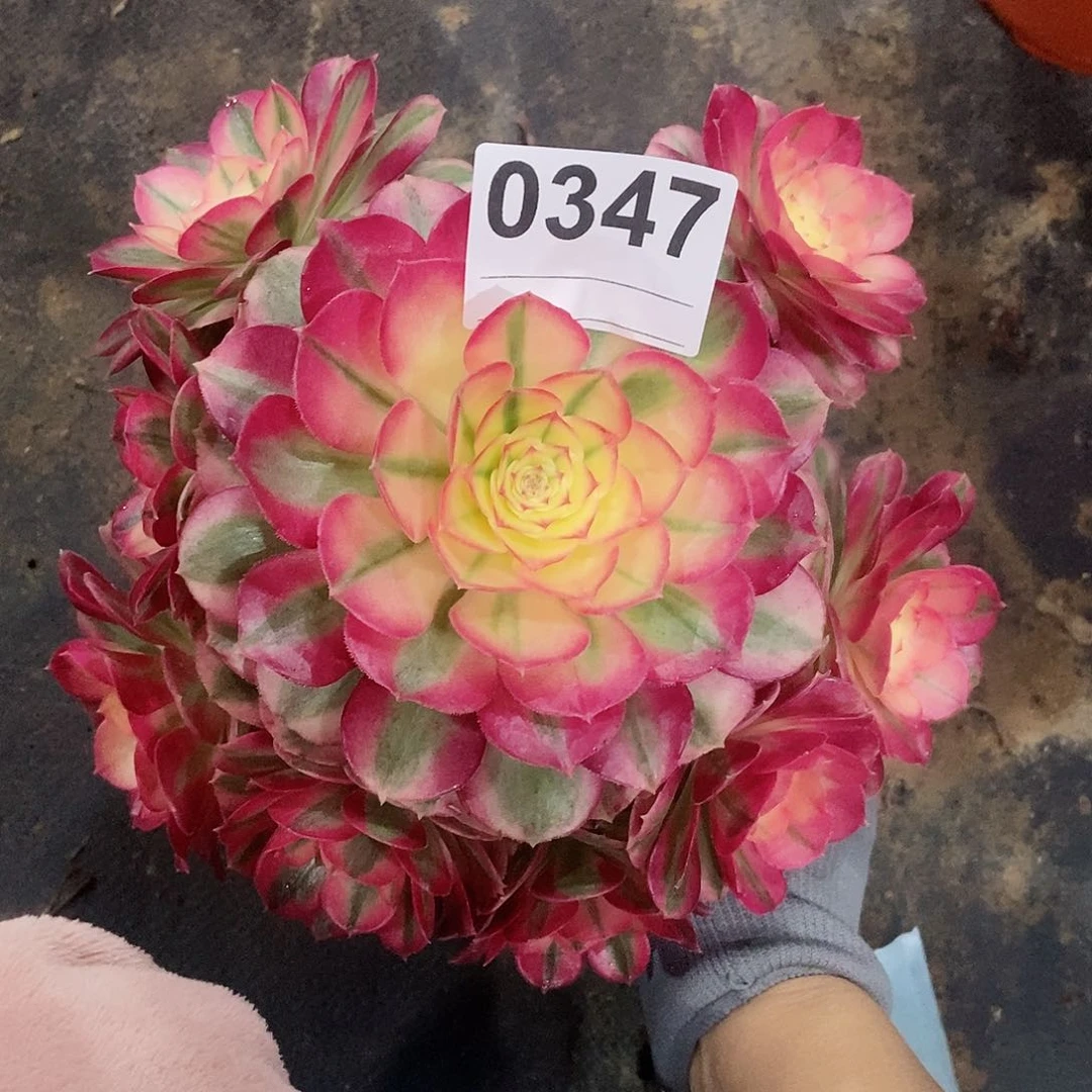 红陶0347倾城3冠16.7