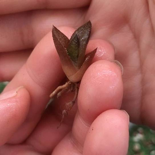 黑王寿有根哈哈哈哈哈