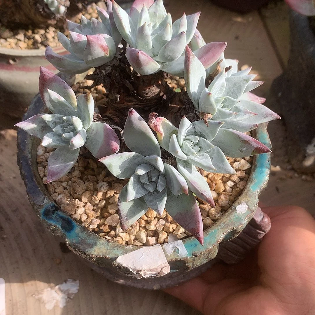 7457流丹白毫苹果叶