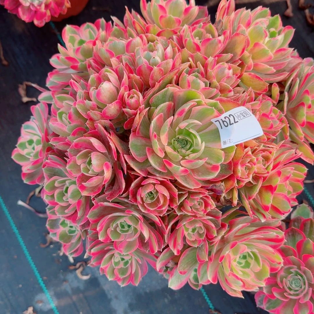 A**e7622女郎多肉多肉