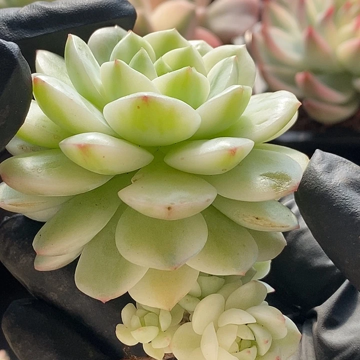 整无砍醉心锦多肉植物