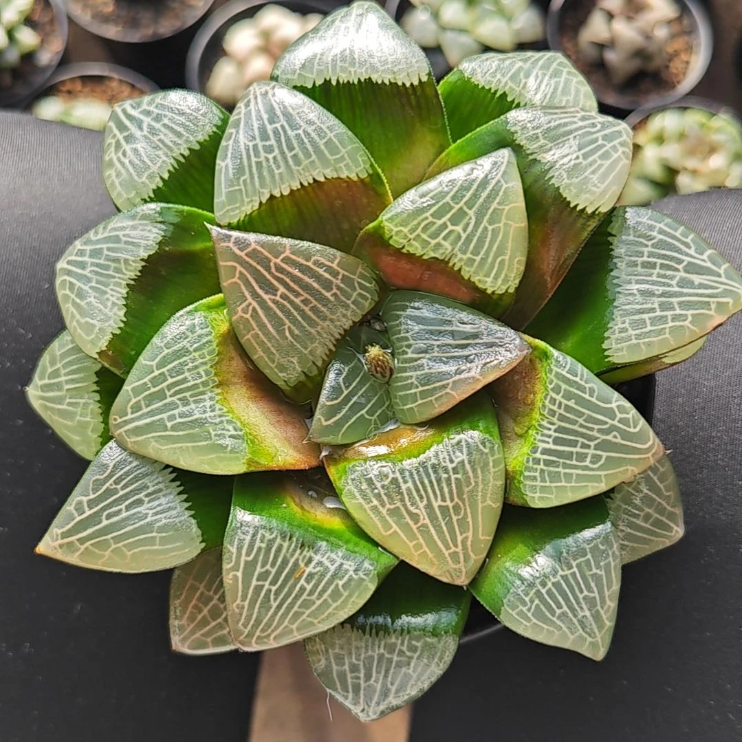 大黑天克一颗多肉