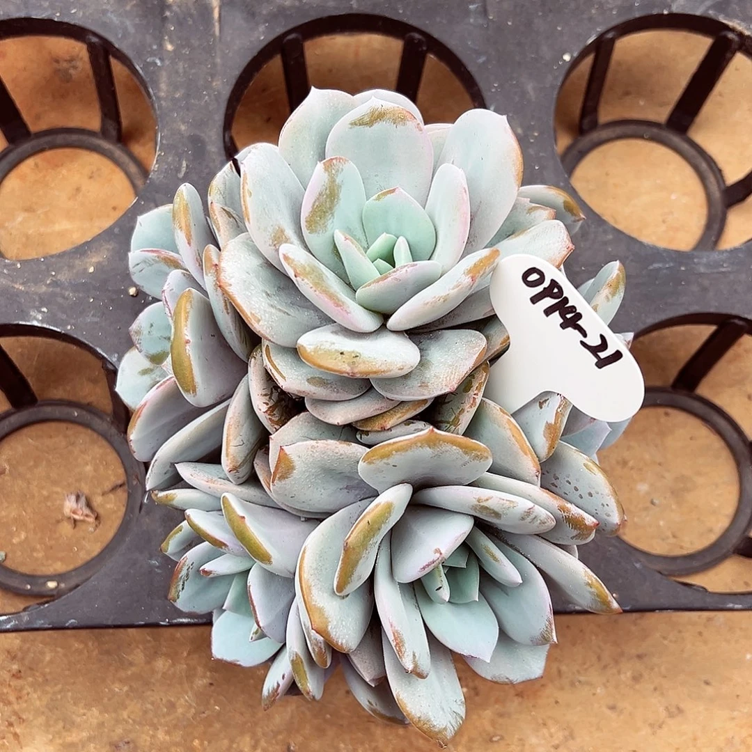 0914-21绝绝子奶茶