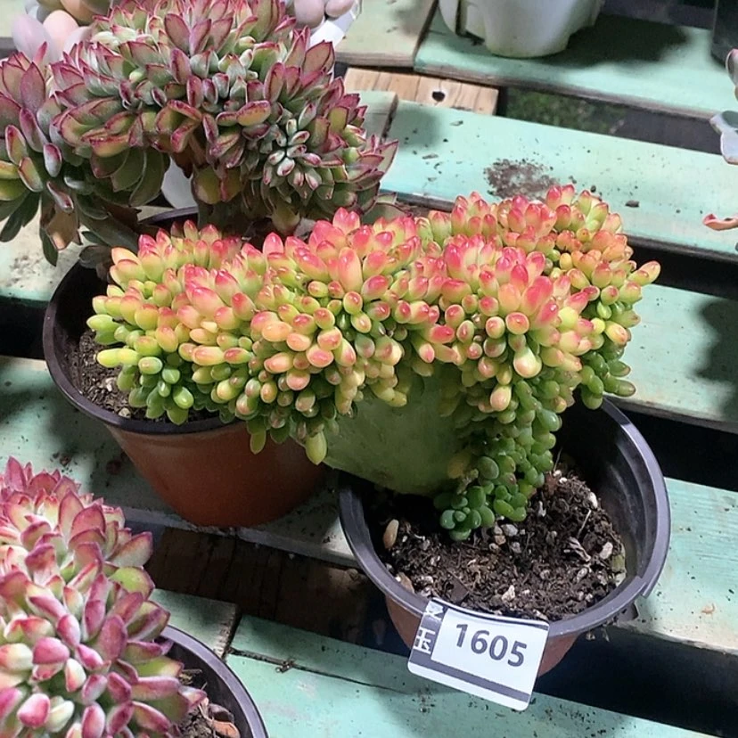 【闪购商品】柠檬手指缀1605