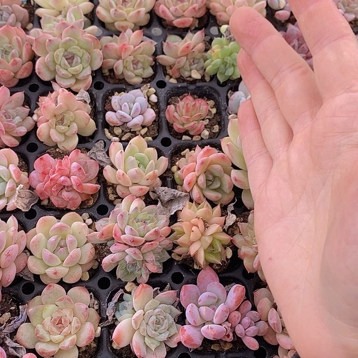 163 多肉植物盆栽植物