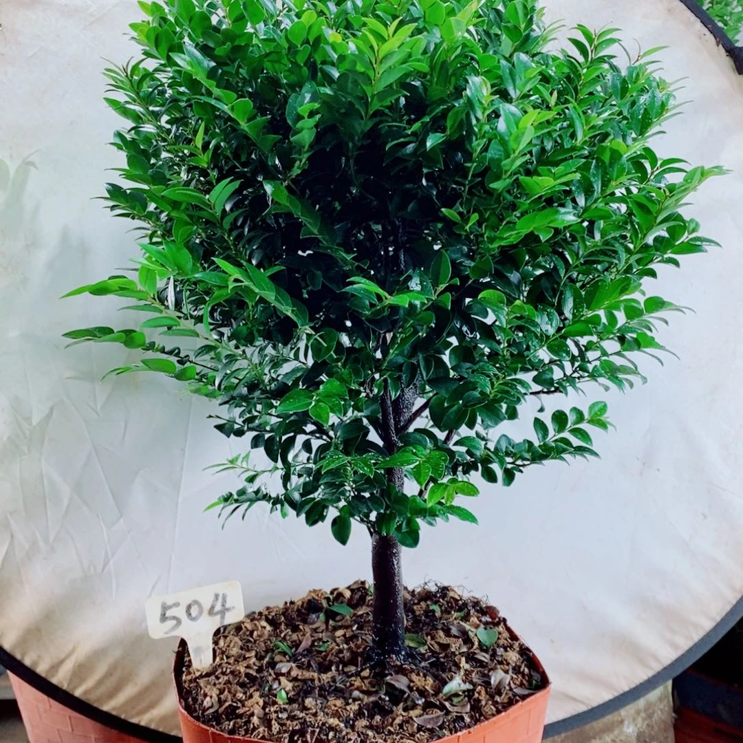 微***好完全开放小叶紫檀504