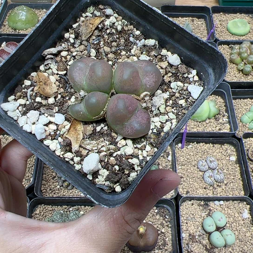 【闪购商品】291 变异