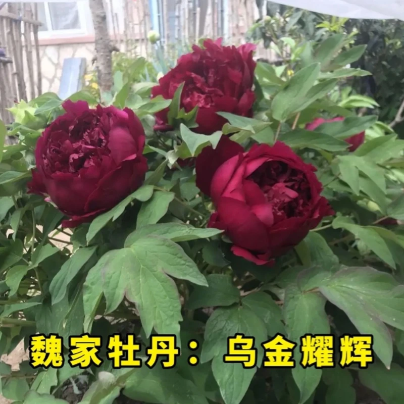 【乌金耀辉牡丹】6加仑 黑色系盆栽牡丹 原盆原土春季开花带盆发货