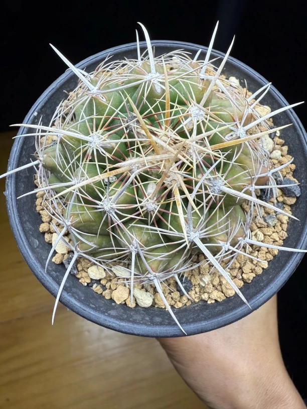 白针大统领实生仙人球尺寸七公分