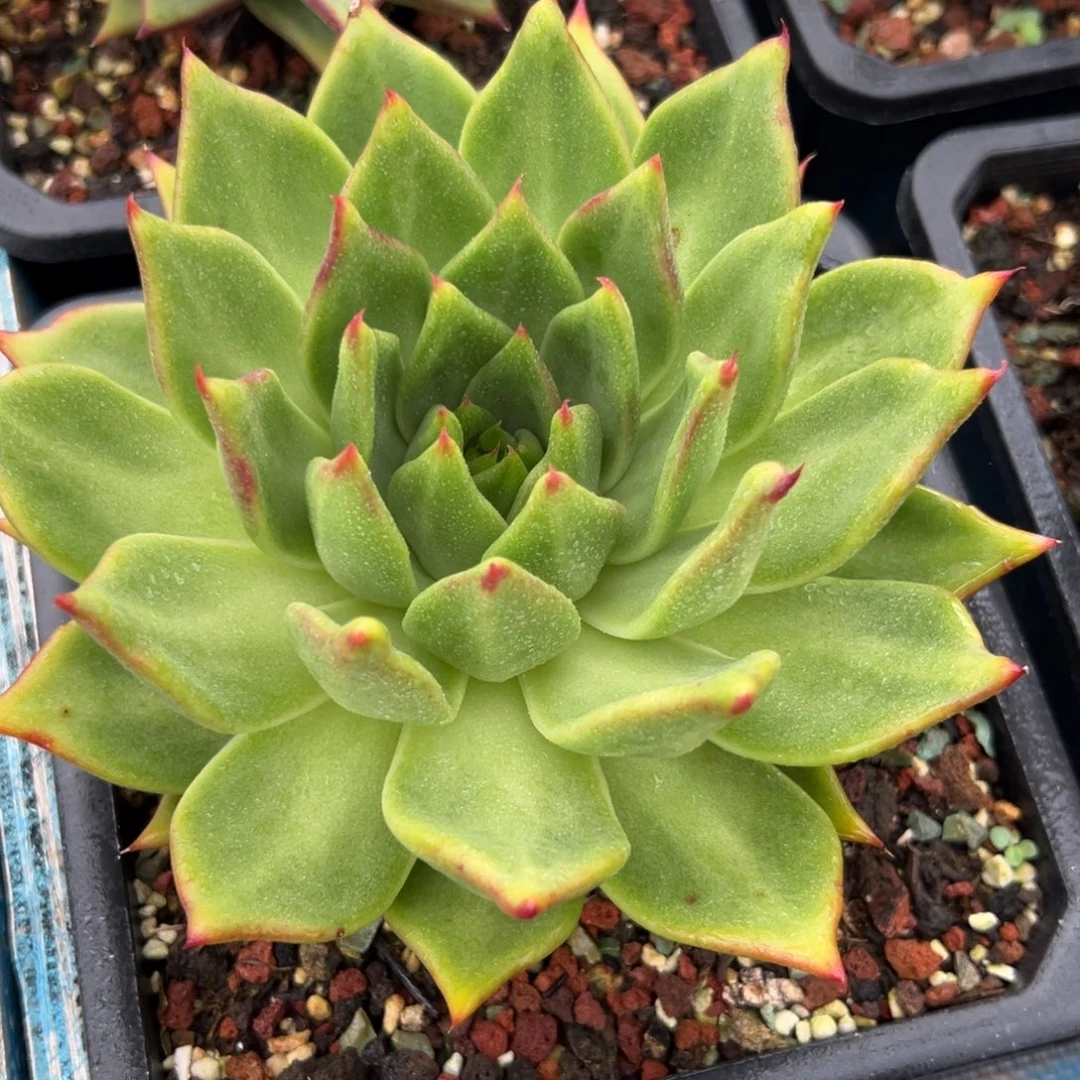 多肉植物一物一拍032