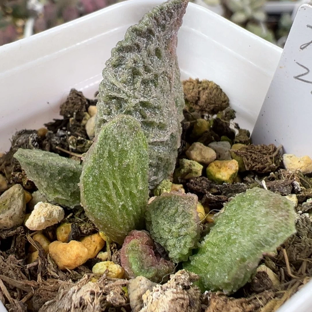 w大鱼海棠多肉植物水泡