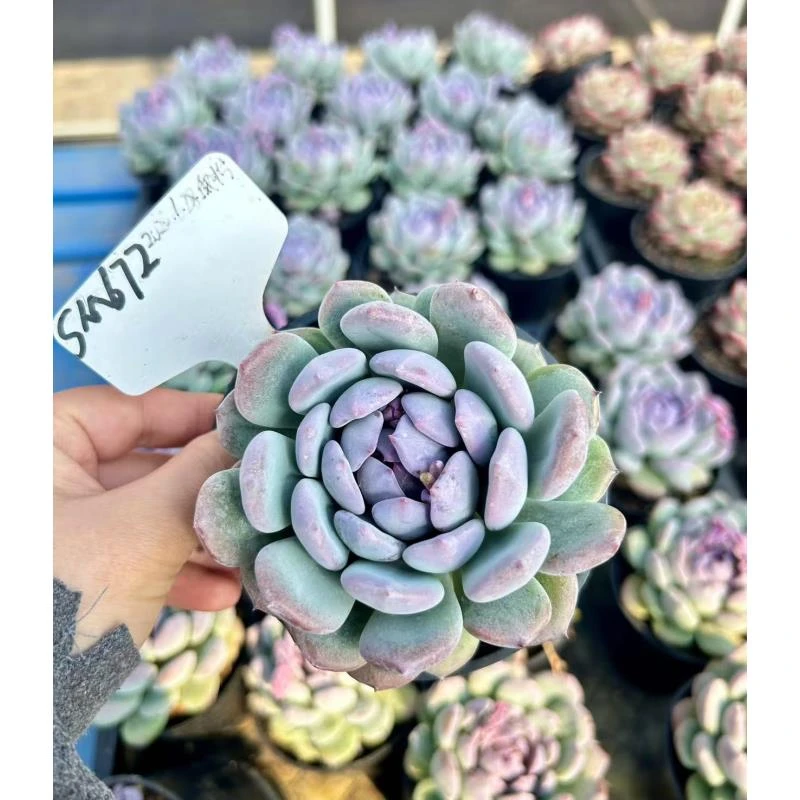 10#迷雾花园多肉植物    前男友精品多肉SM672