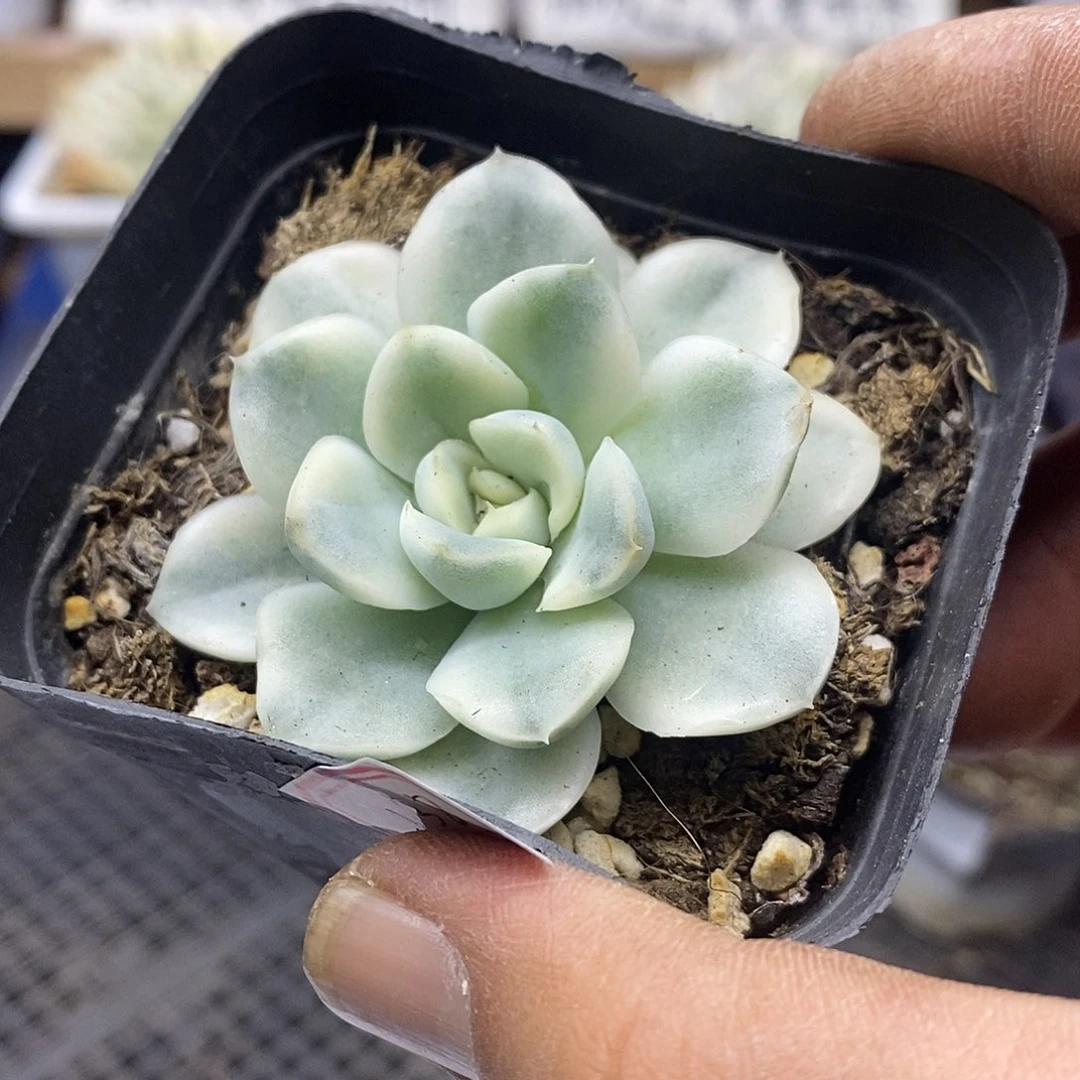 15138 雪鸢覆轮锦