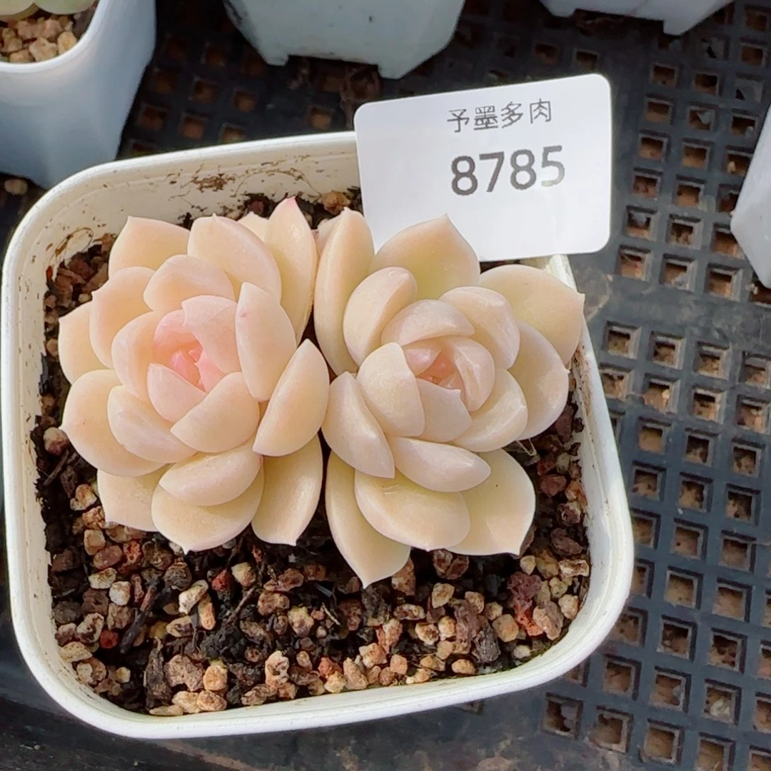 孤月珍妮，8785多肉植物