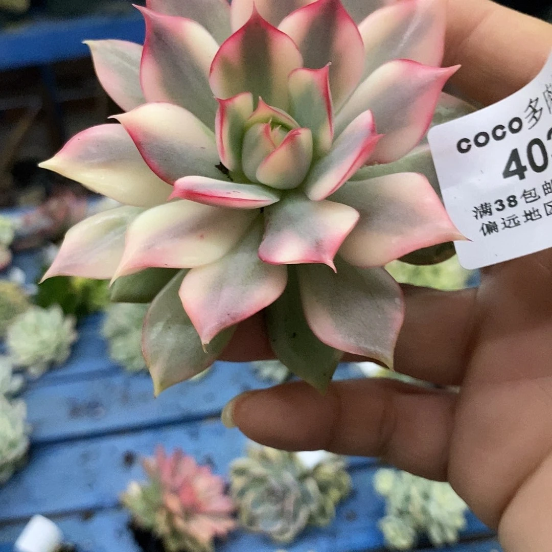 403宝莲灯锦炸多肉植物