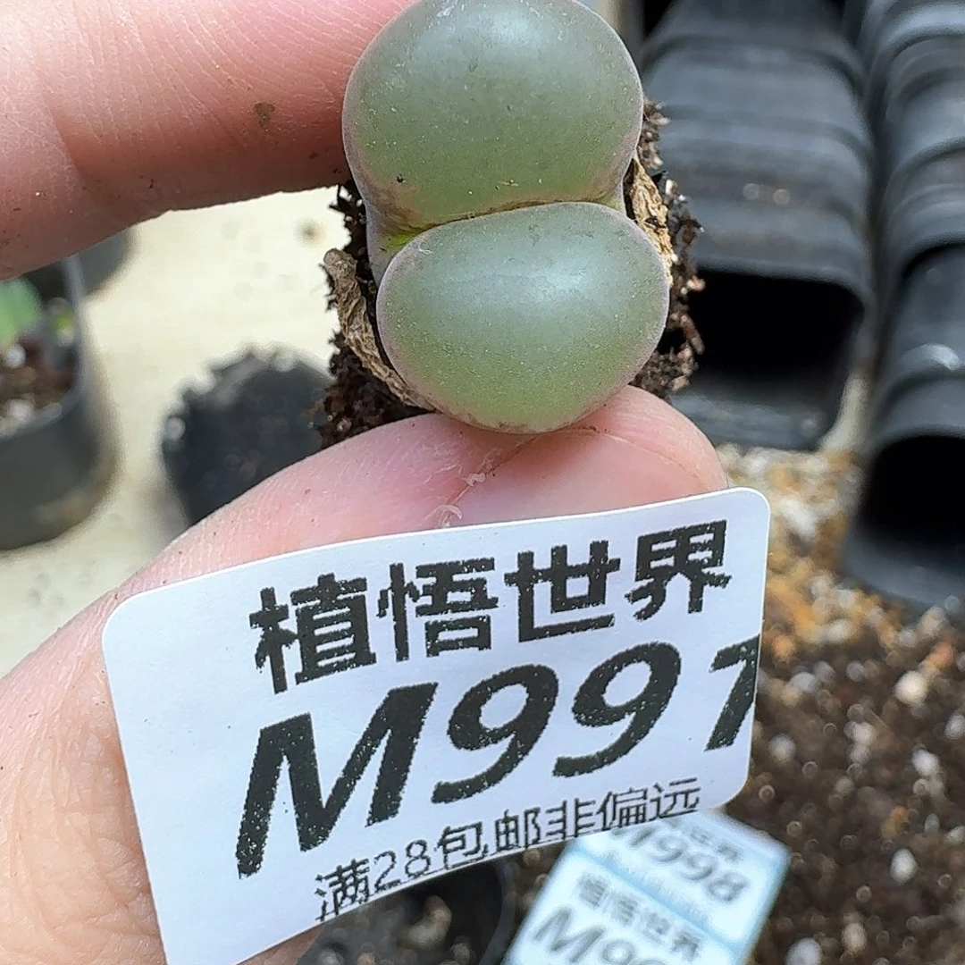 多肉植物的润泽和df