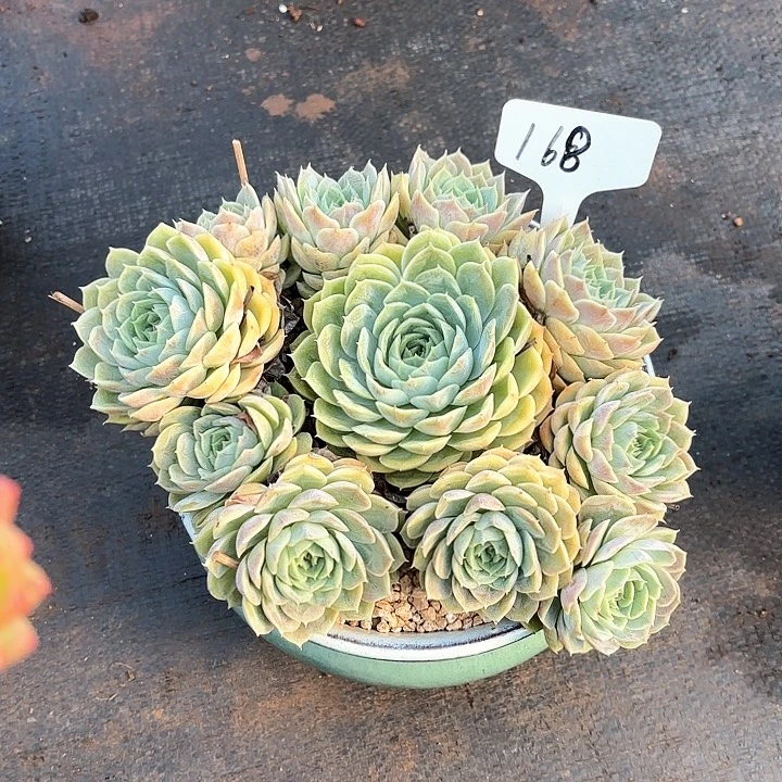 多肉植物，昂斯若168号