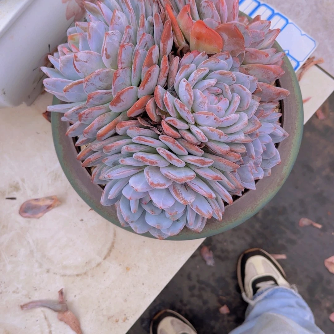 6陈梦露多肉植物保护