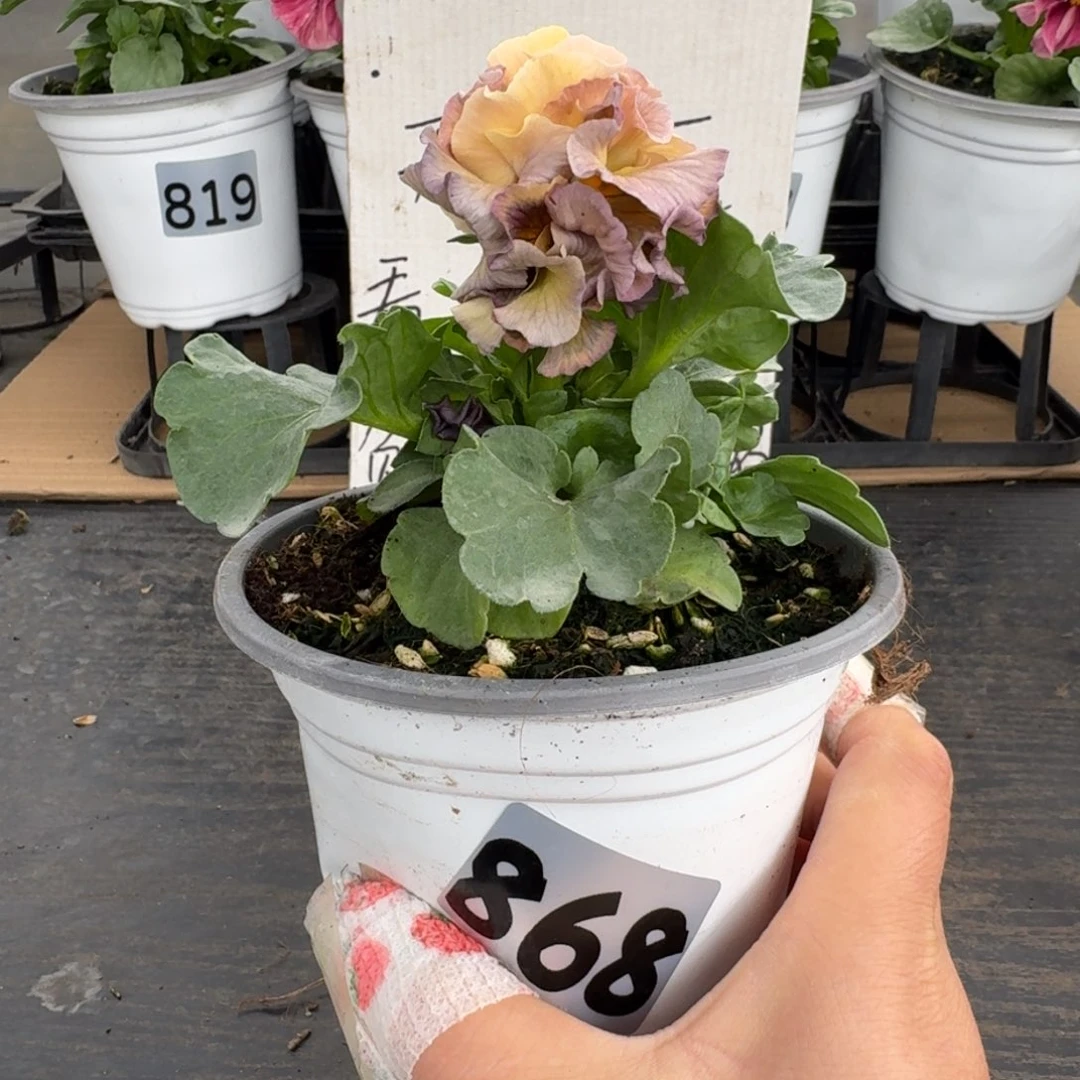 全部花朵868号洛可可