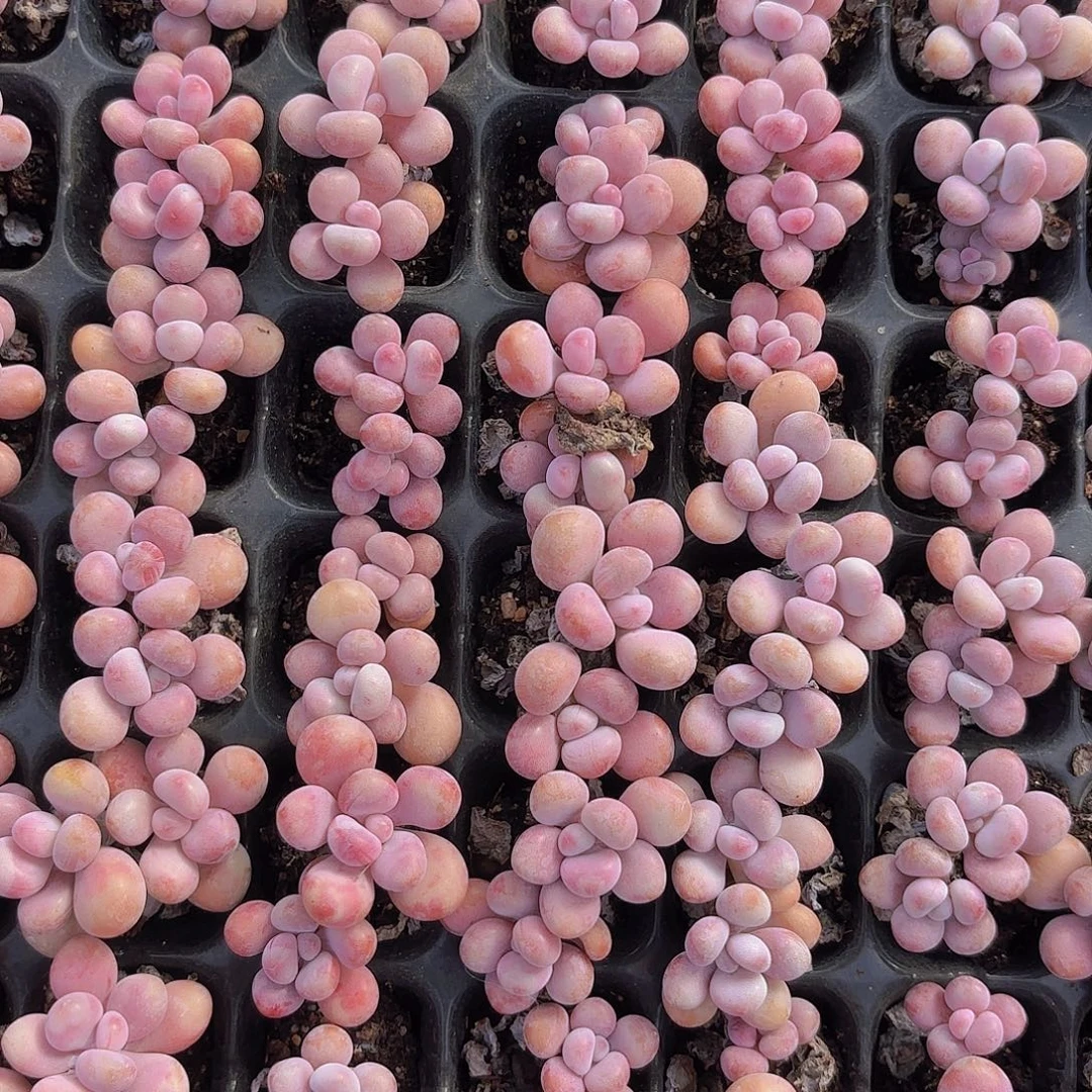 桃蛋老桩一颗量拍1111