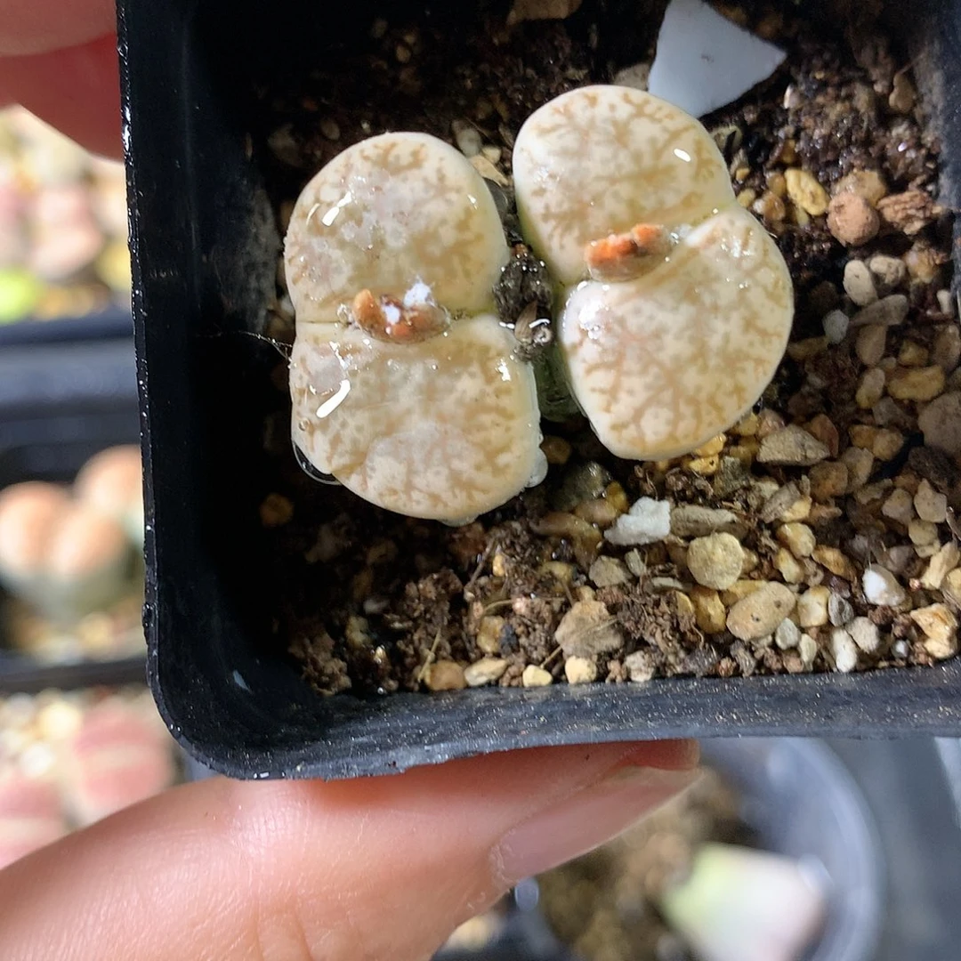 G429多肉植物保护研究所