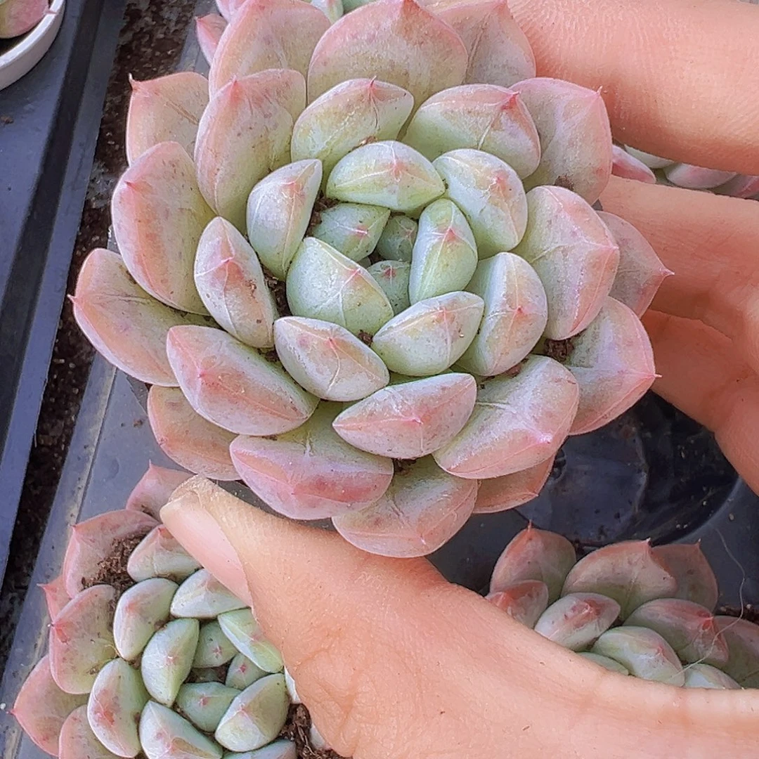飞星5厘米盆19包邮