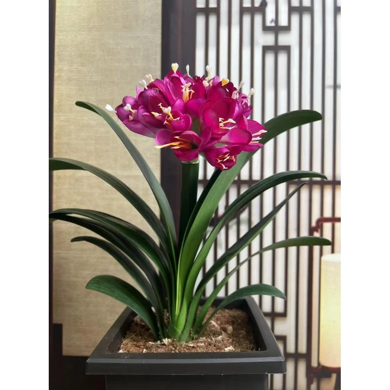 9【贵妃紫】紫色异花高端君子兰   客厅阳台书房 高端绿植