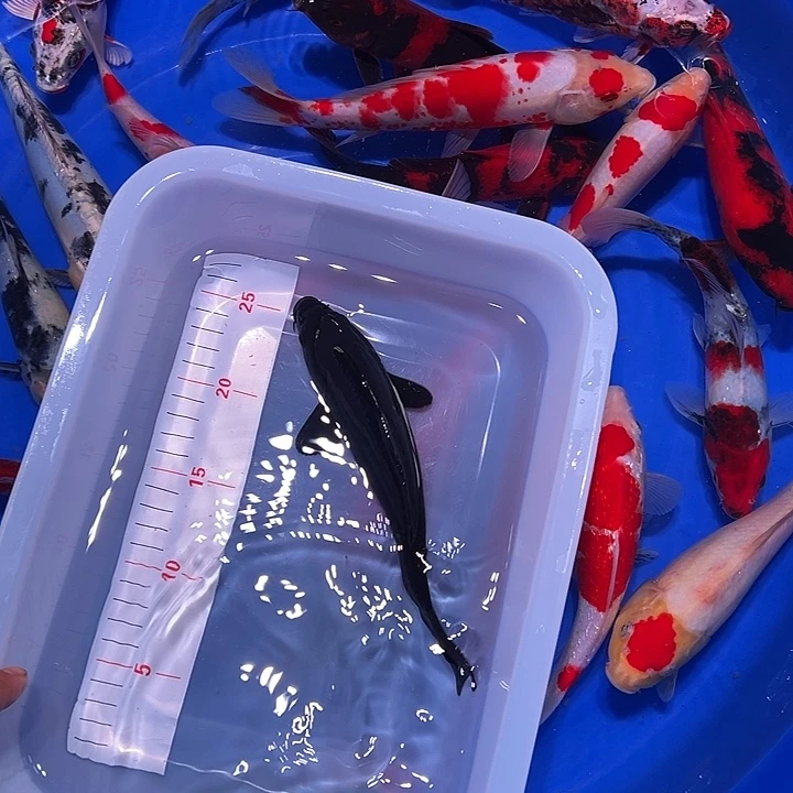 海水鱼锦鲤的繁殖方式