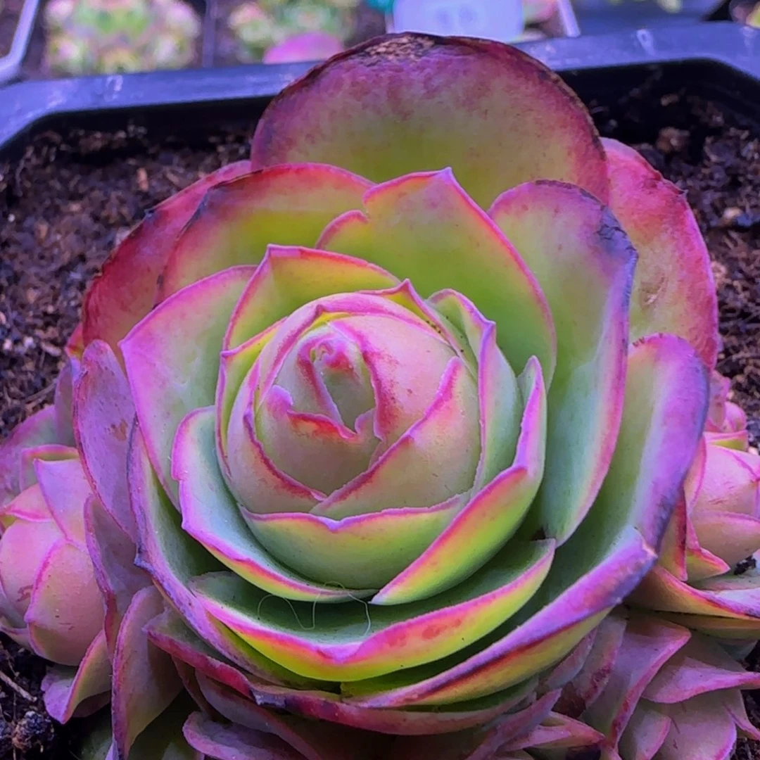 嫣*冰鸾捧花134727275757583