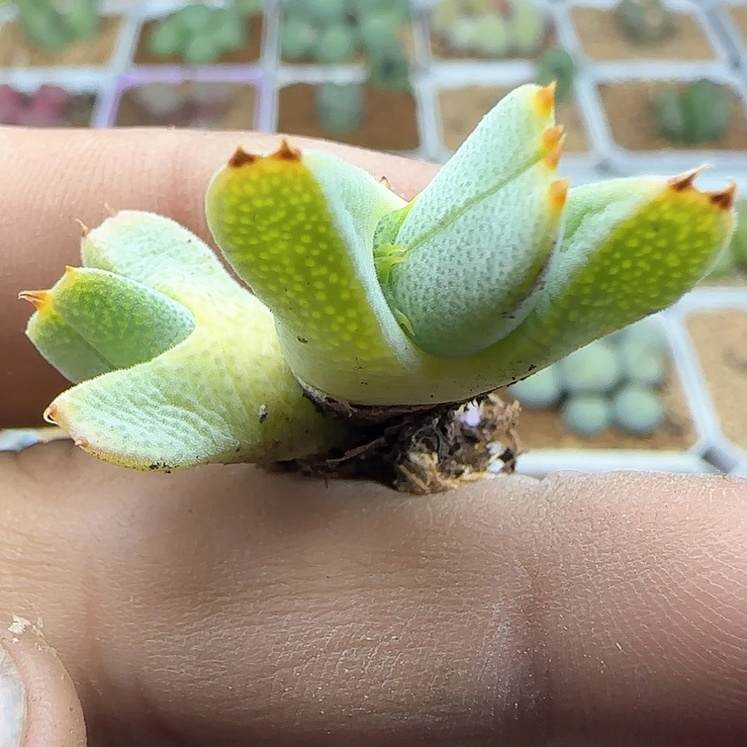 脱土年后发货23934