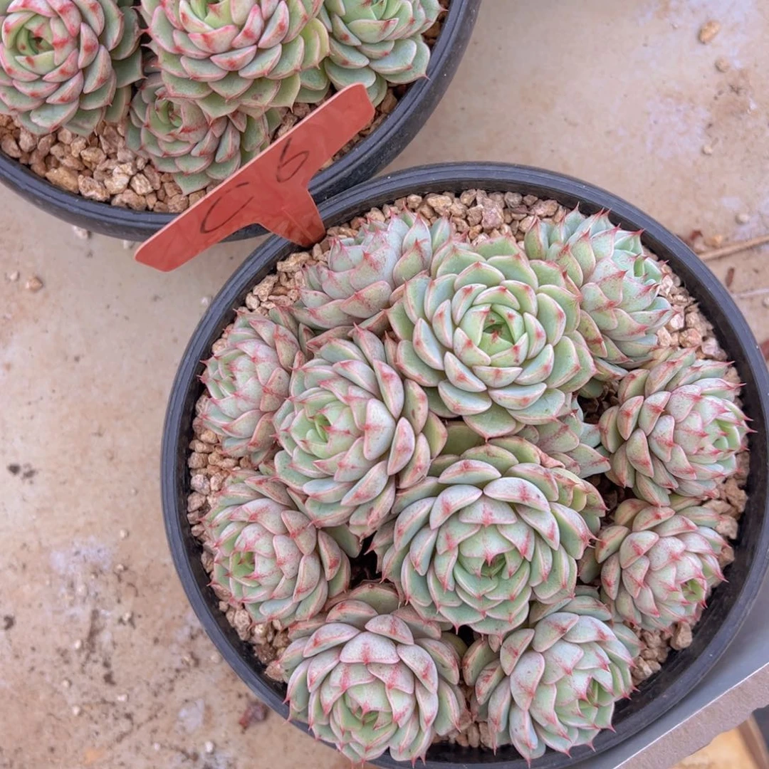 福利来了来了来了来