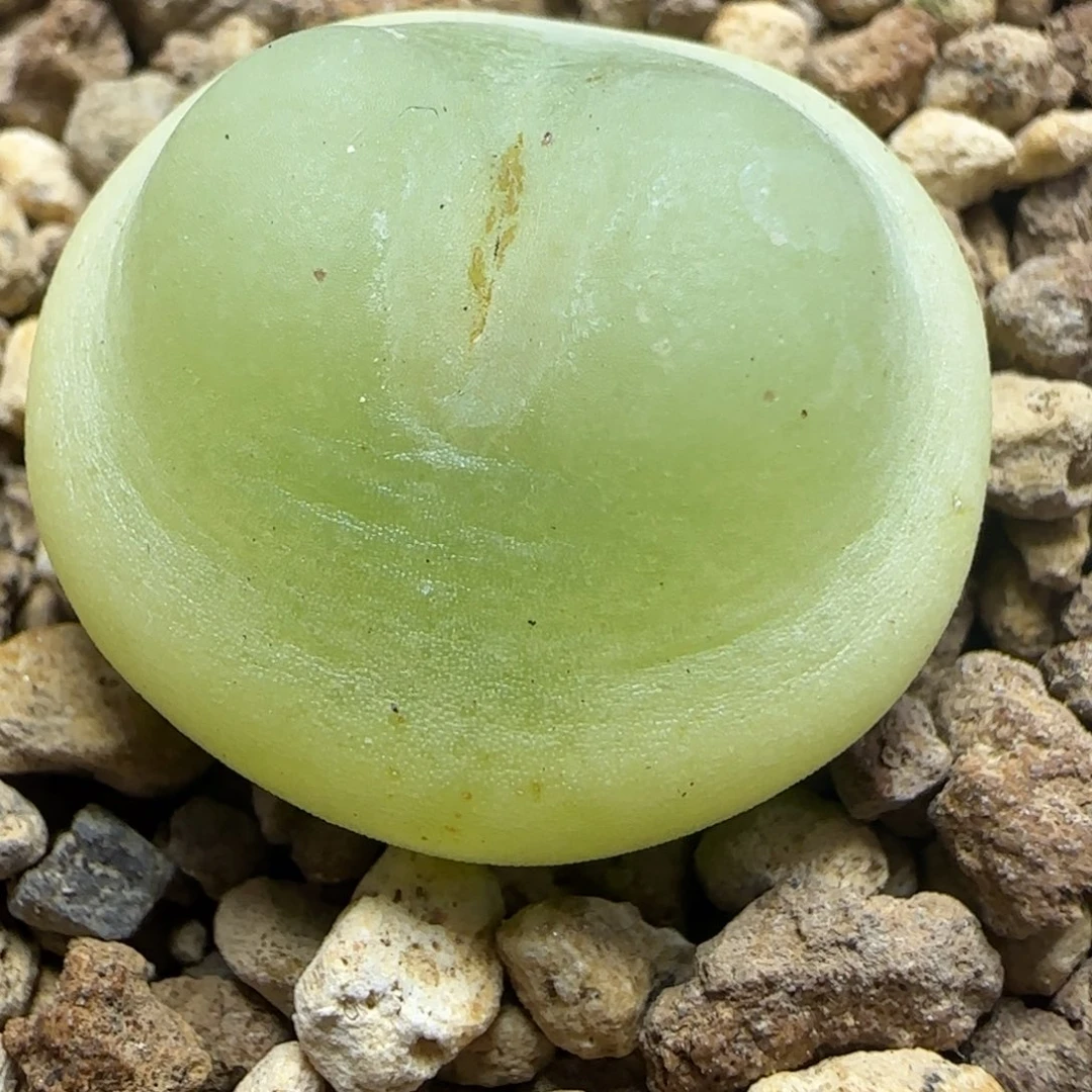 2.15精品多肉2.7公分拉登6号