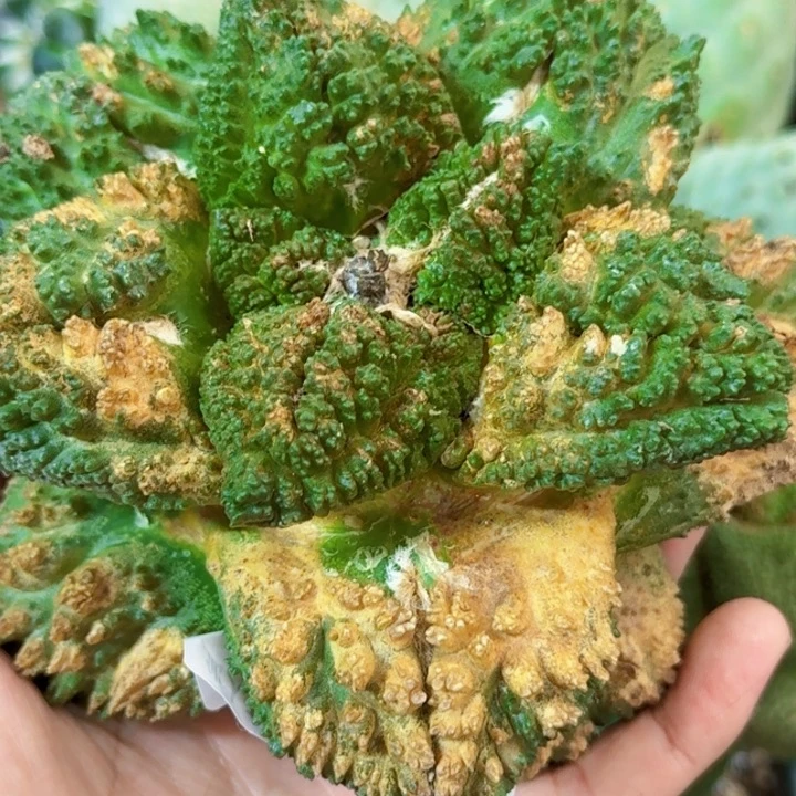 玩***玩无花朵福利落地大牡丹461