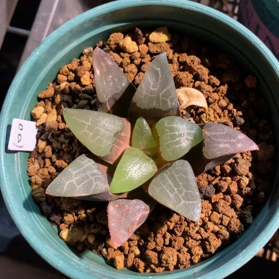 一颗实生大克锦