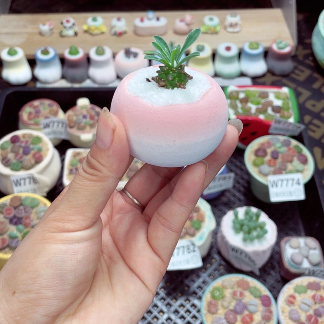 w7791 带盆土发货一物一拍