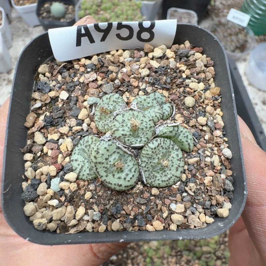 A958 肉锥一群 带盆