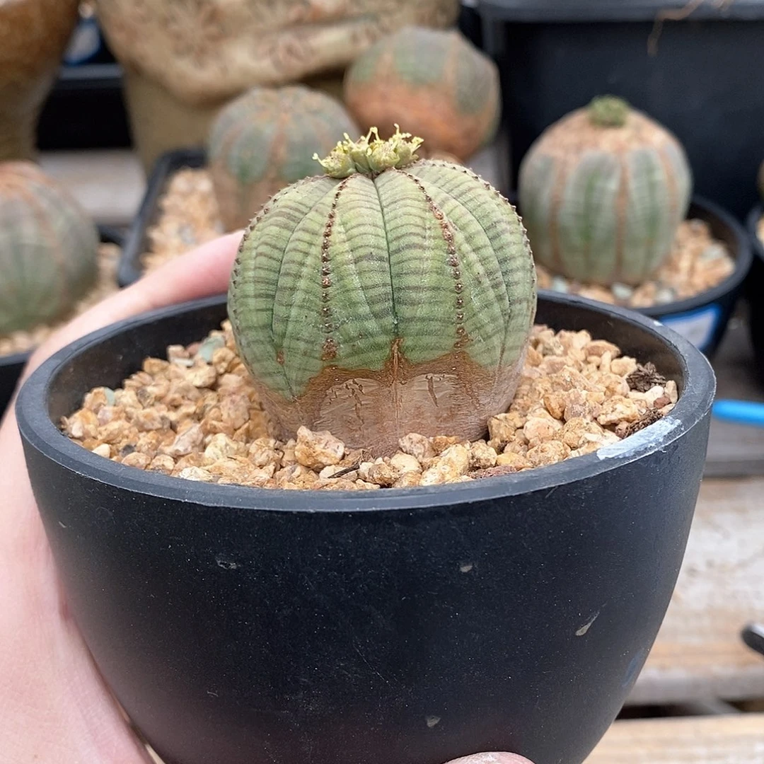 欧系实生布纹球多肉植物