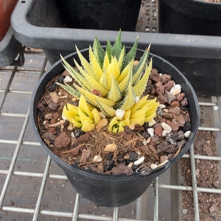 飞***飞硬叶自然锦5仙人球