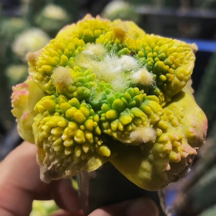 无花朵绣普红锦大尤哥怒牡丹锦590