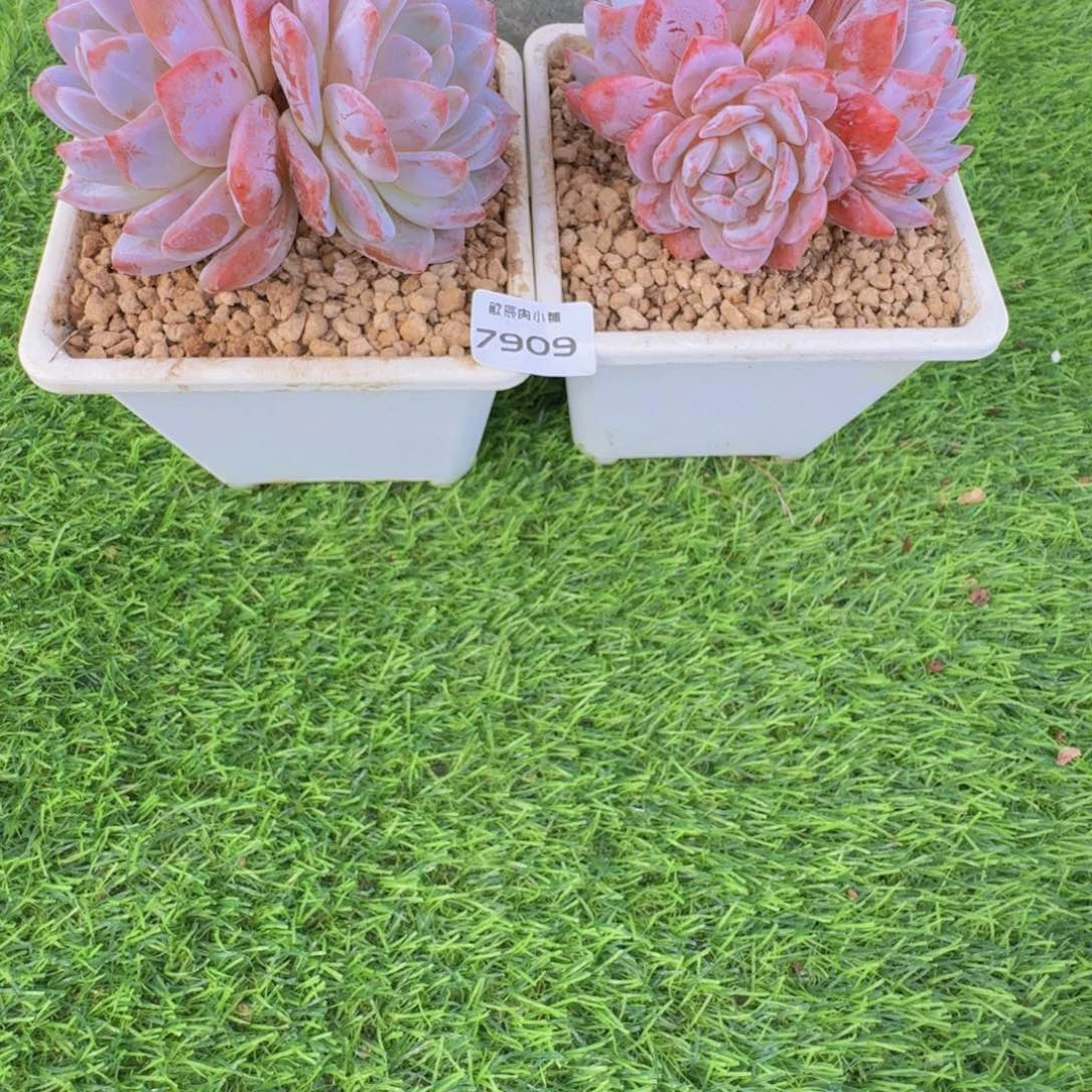 暧***)多肉植物橙梦露群7909