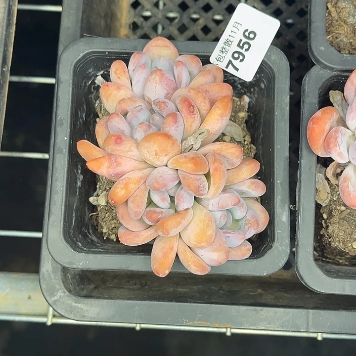 阿雅园艺。         7956