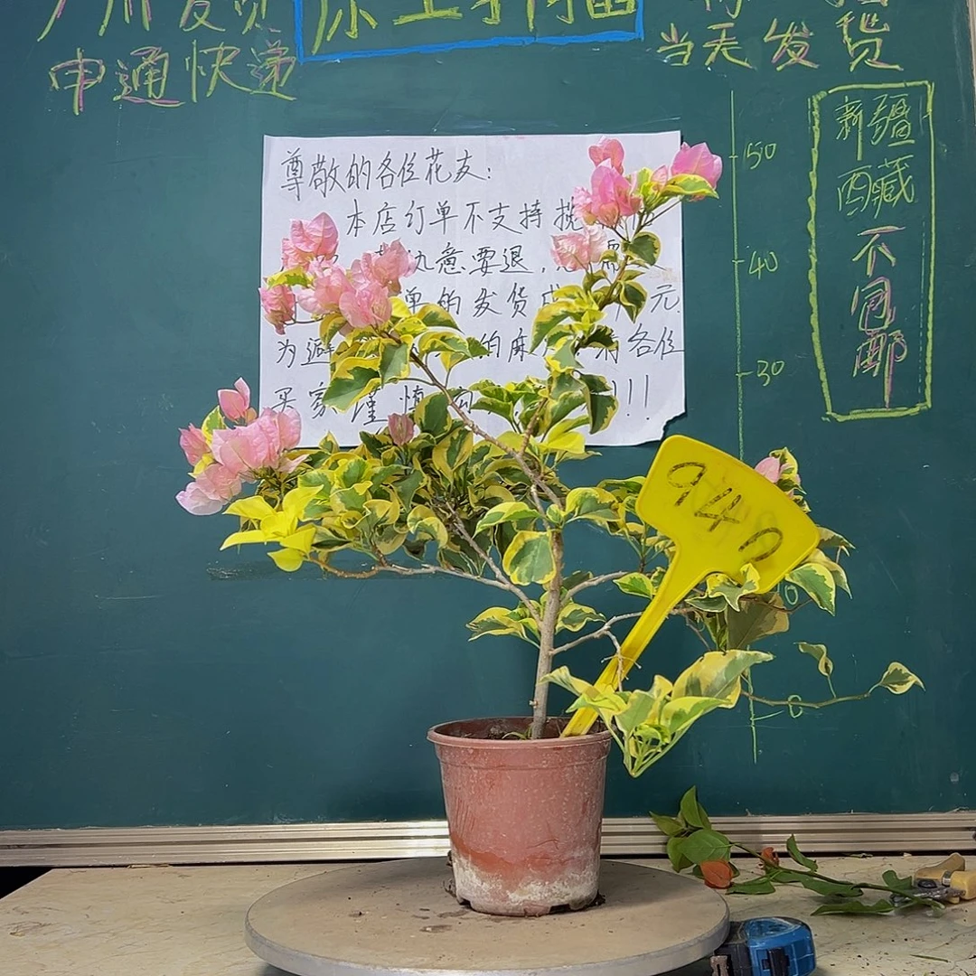 当前无花栽培后可以开花 中国丽人 940