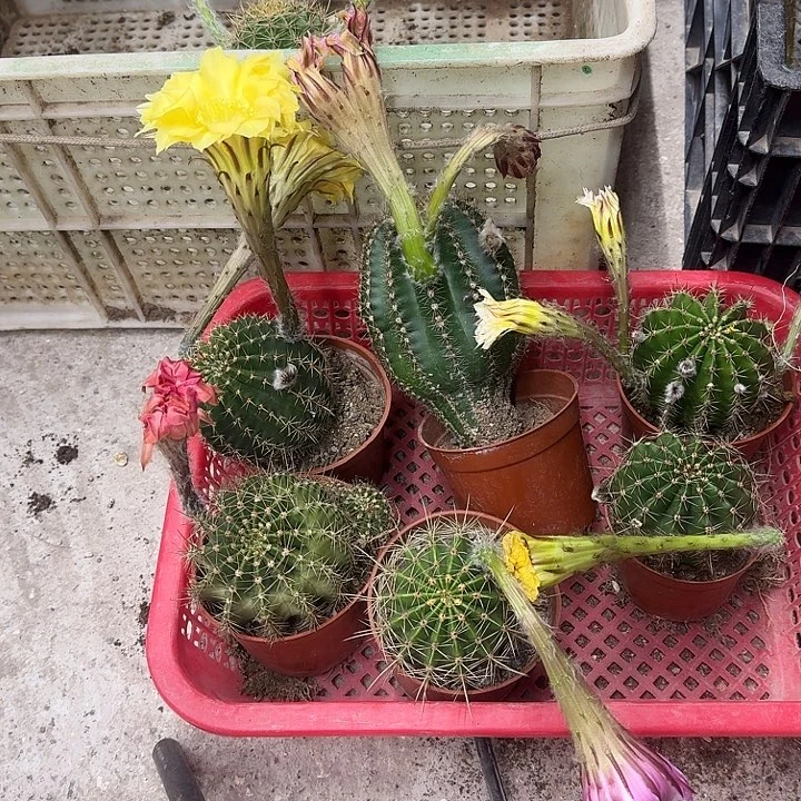 *****无花朵彩草哈哈哈哈哈哈