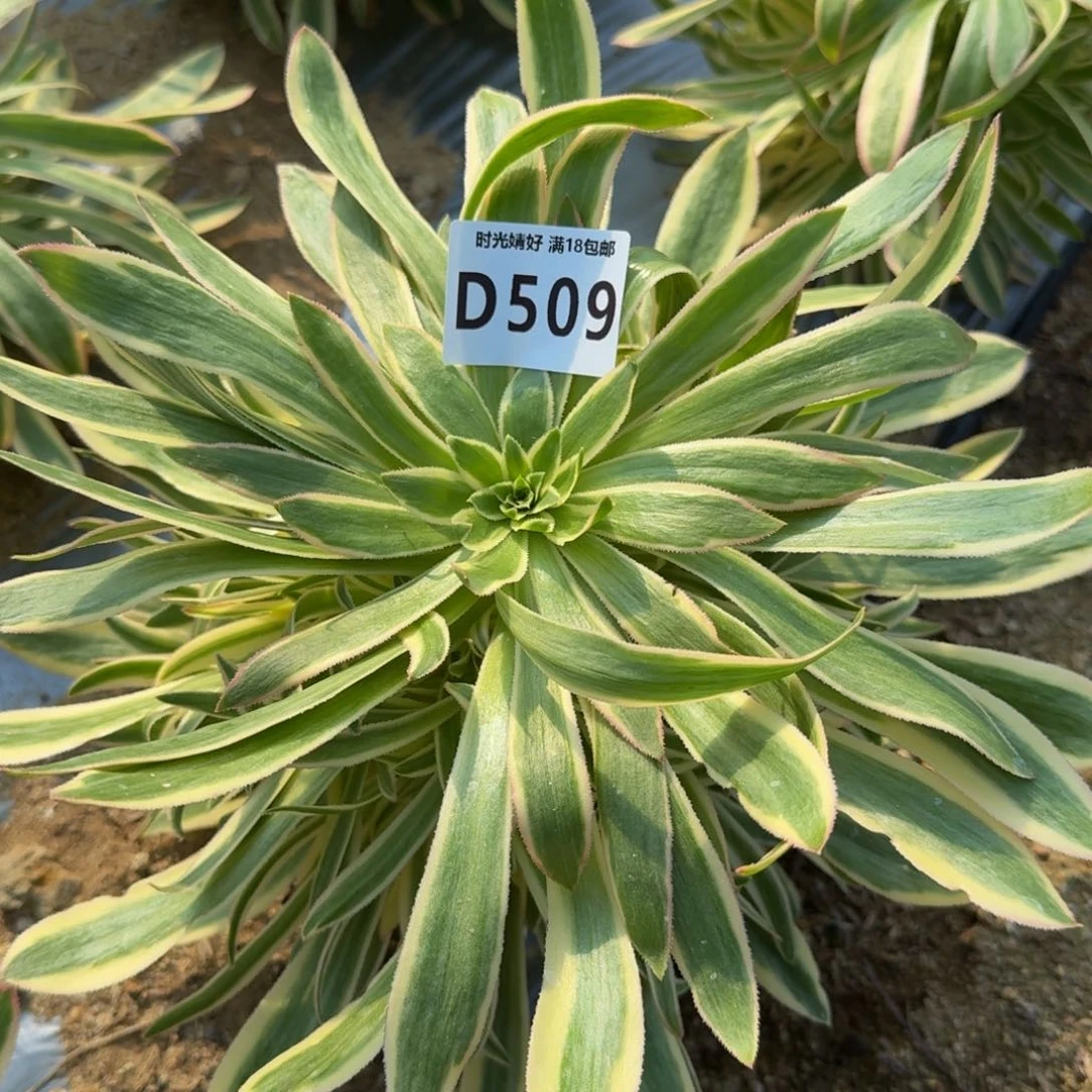 念****趣509夕颜多肉植物