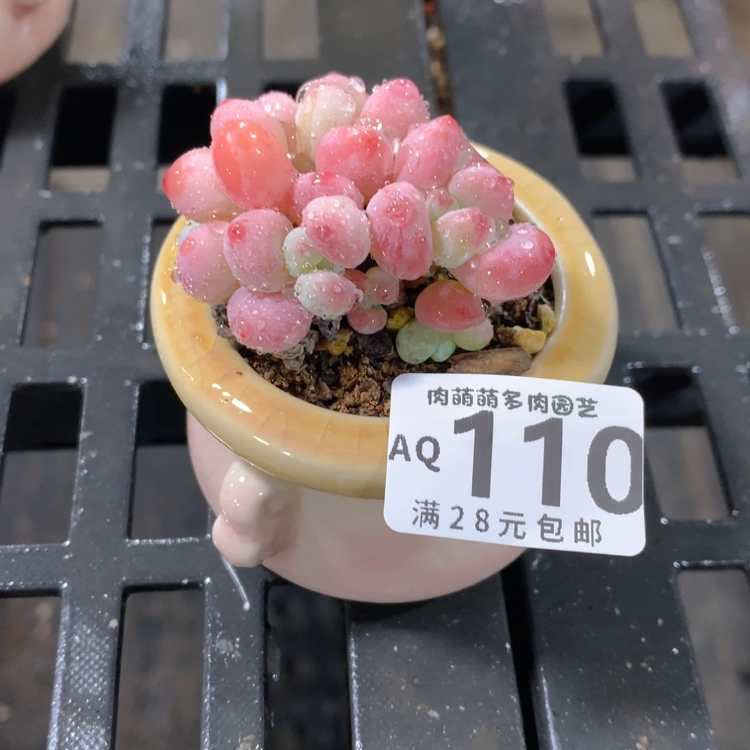 肉萌萌5cm拇指盆多肉AQ110