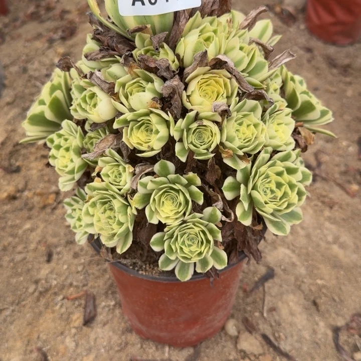 041迈巴赫。多肉植物