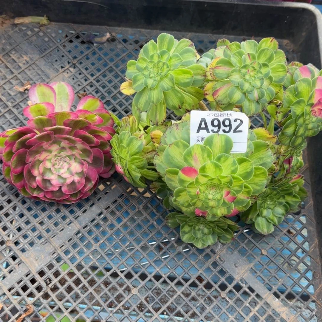 精品多肉植物000992
